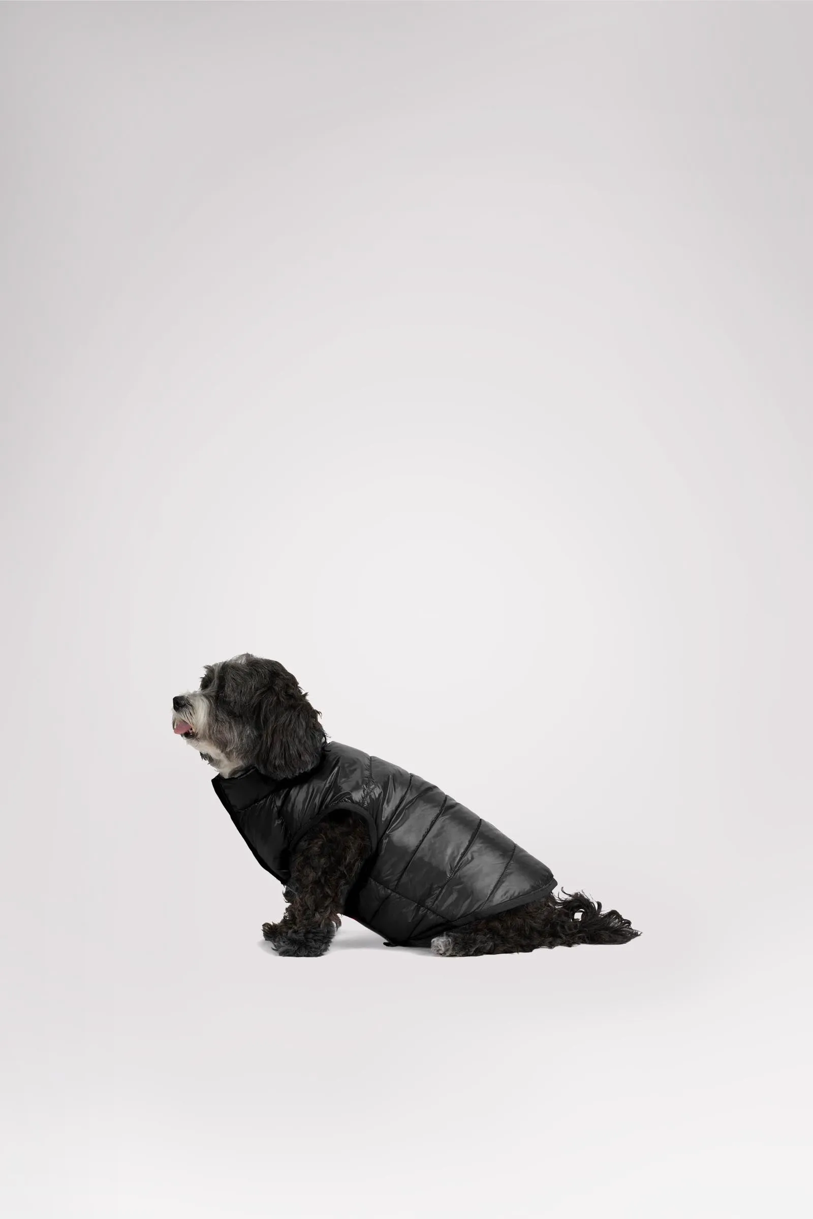 Cora Reversible Packable Puffer for Dogs