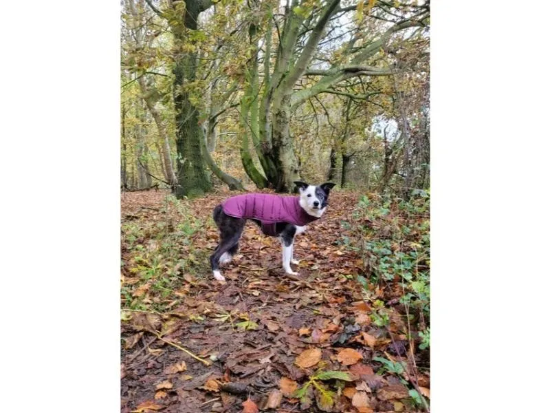 Doodlebone Puffer Jacket Punch & Burgundy Size 1-3