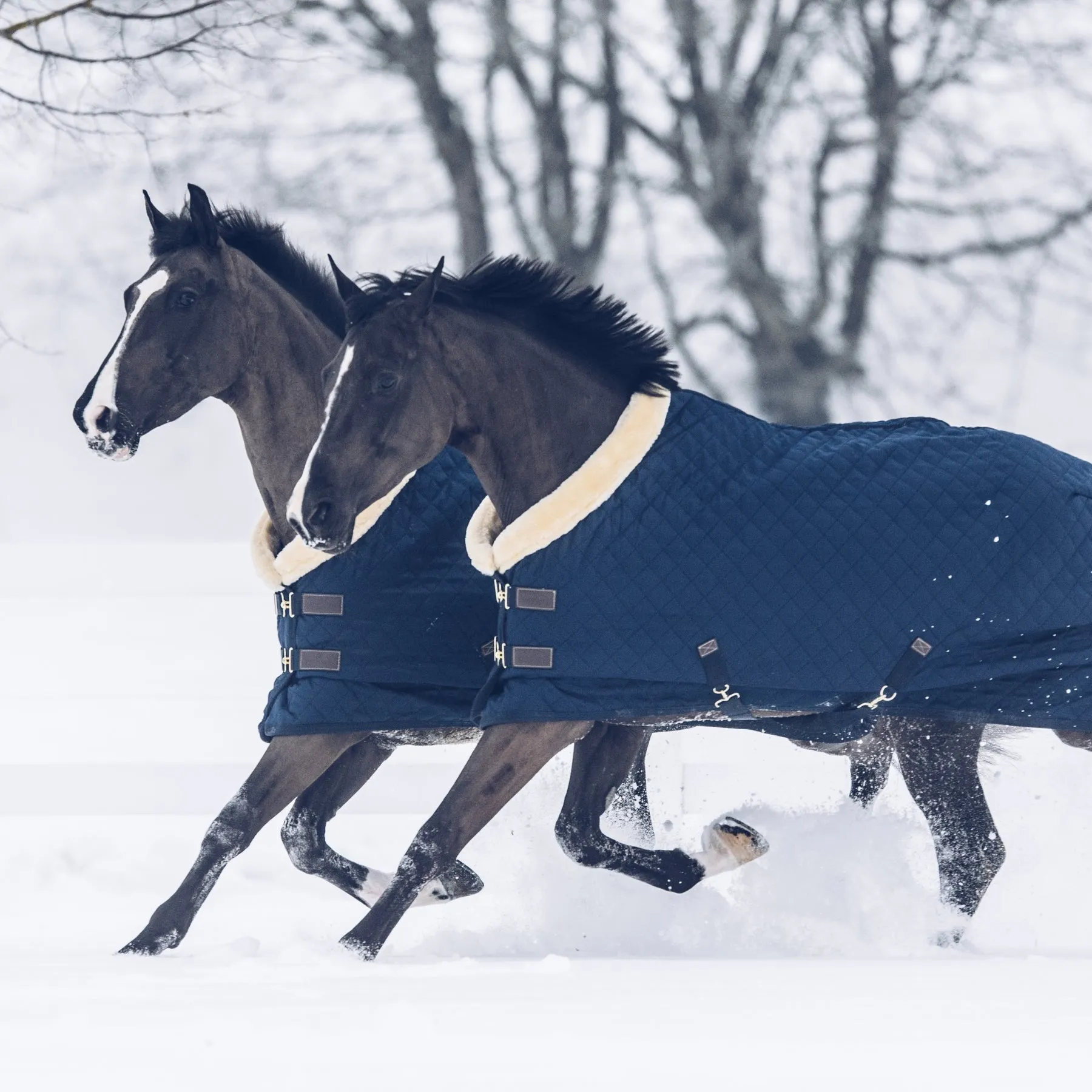 Kentucky Horsewear Show Rug, Navy