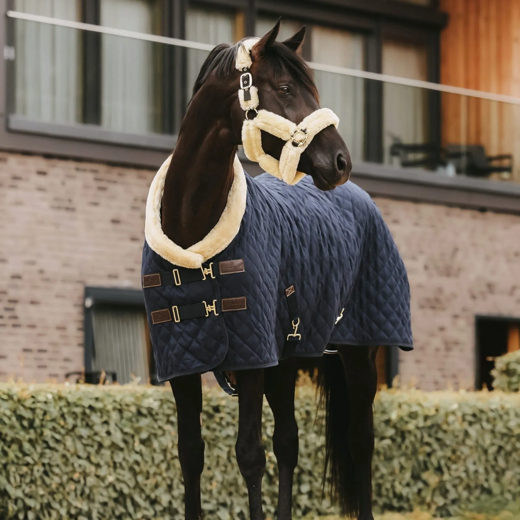 Kentucky Horsewear Show Rug, Navy