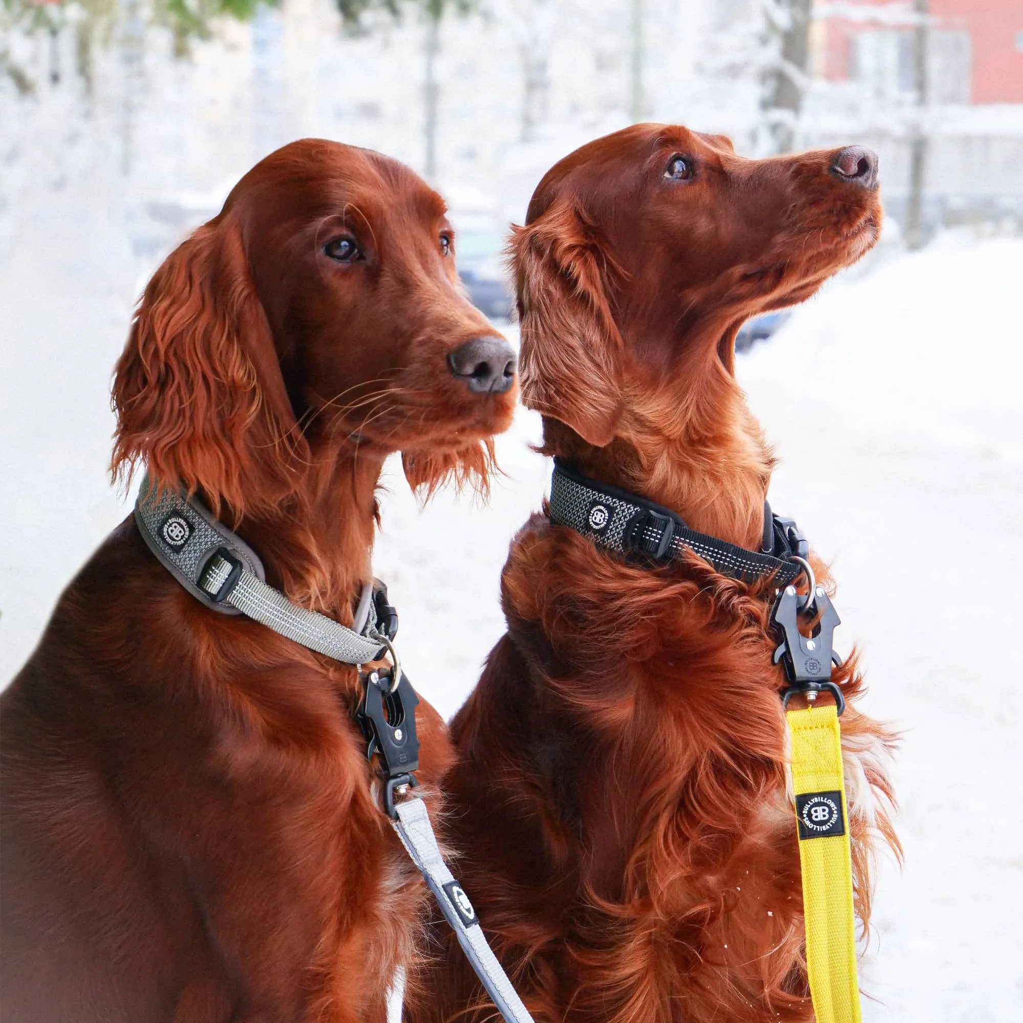 Slip N' Clip Collar | XS-M Breeds - Black