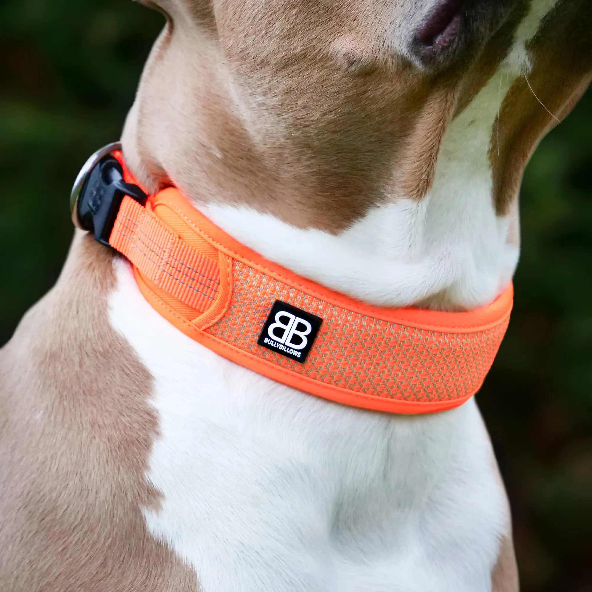 Slip N' Clip Collar | XS-M Breeds - Black